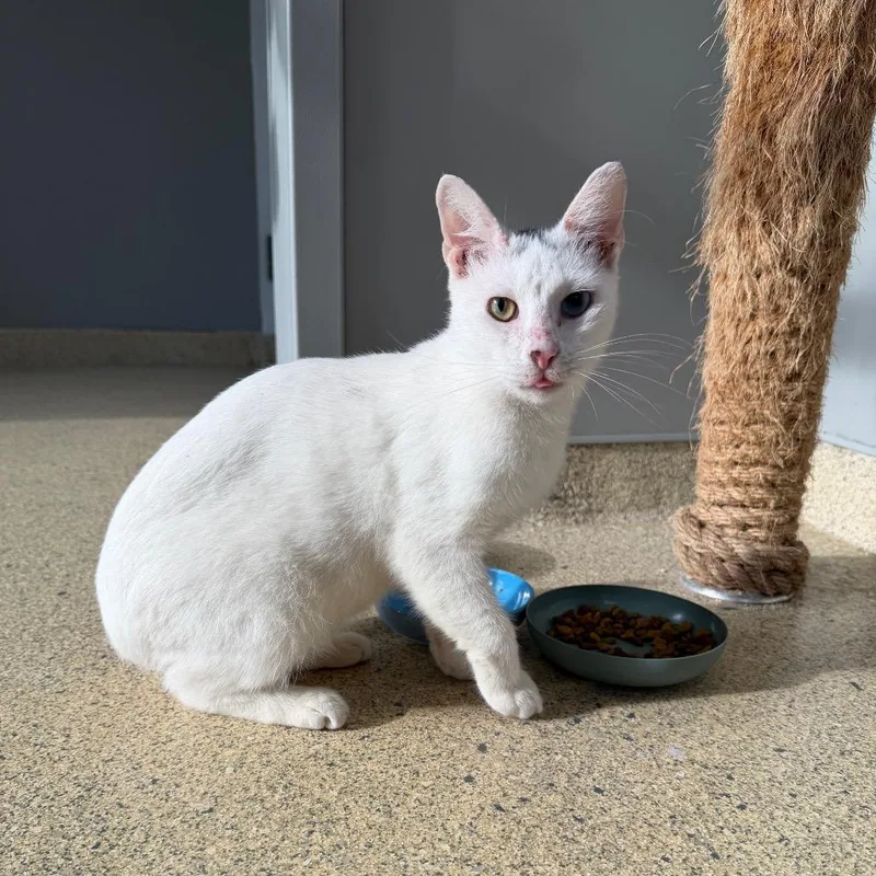A young medium-sized male White Domestic Short Hair cat named Eyes for adoption in Jacksonville, FL