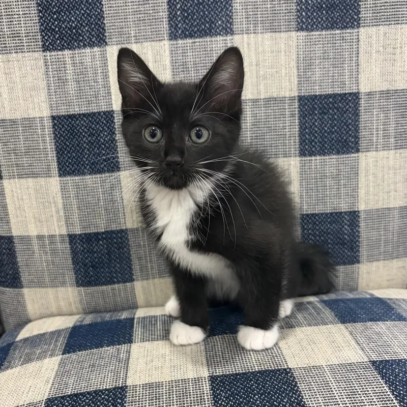 A baby small-sized female Black & White / Tuxedo Domestic Short Hair cat named Kisses for adoption in Bentonville, AR