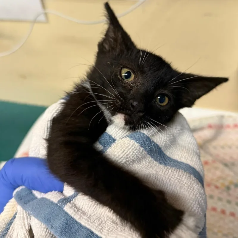 A baby small-sized male Black Domestic Short Hair cat named Meownerva for adoption in Pasadena, CA