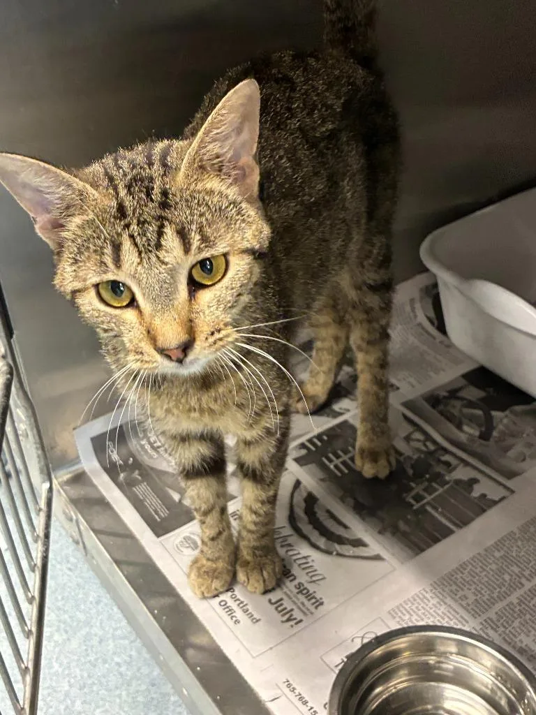 A young medium-sized female Domestic Short Hair cat named Rosie for adoption in Portland, IN