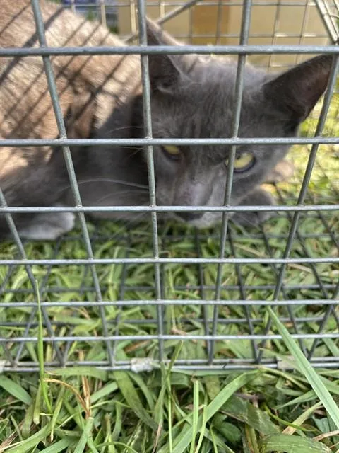 A young small-sized female Domestic Short Hair cat named Juniper for adoption in Westminster, MD