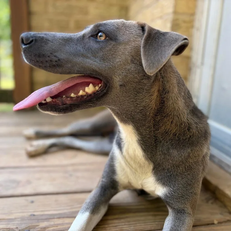 An adult medium-sized female Gray / Blue / Silver Hound dog named Aurora for adoption in Wheeling, IL