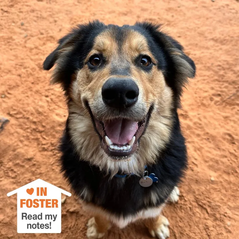 A young medium-sized male Black Australian Shepherd dog named Bolt for adoption in Kanab, UT