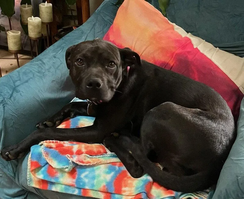 A young medium-sized female Terrier dog named Zz Snooki for adoption in Candler, NC