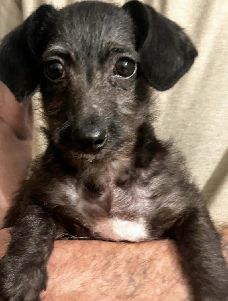 A young small-sized male Brindle Wirehaired Dachshund dog named Shorty for adoption in Hamilton , NJ