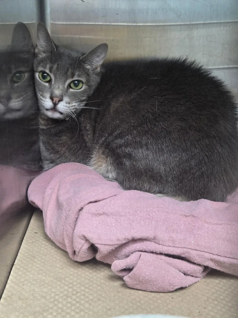 An adult medium-sized female Domestic Short Hair cat named Grace for adoption in Trenton, NJ