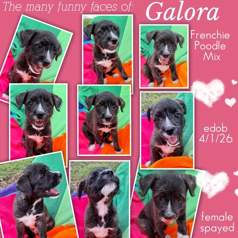 Galora Wat thumbnail 2