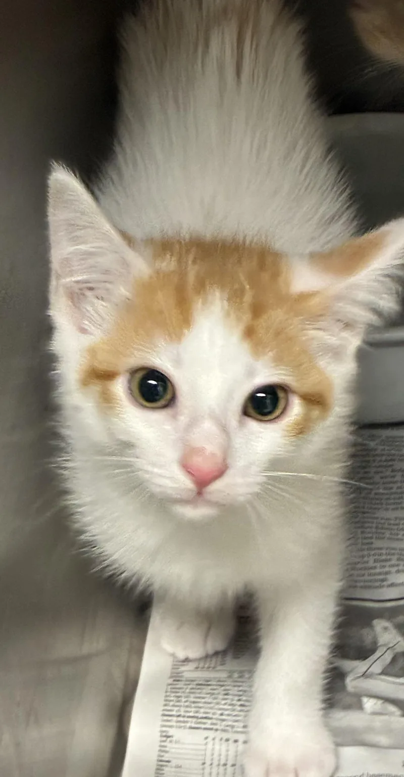 A baby small-sized male Domestic Short Hair cat named Kevin for adoption in Los Angeles, CA