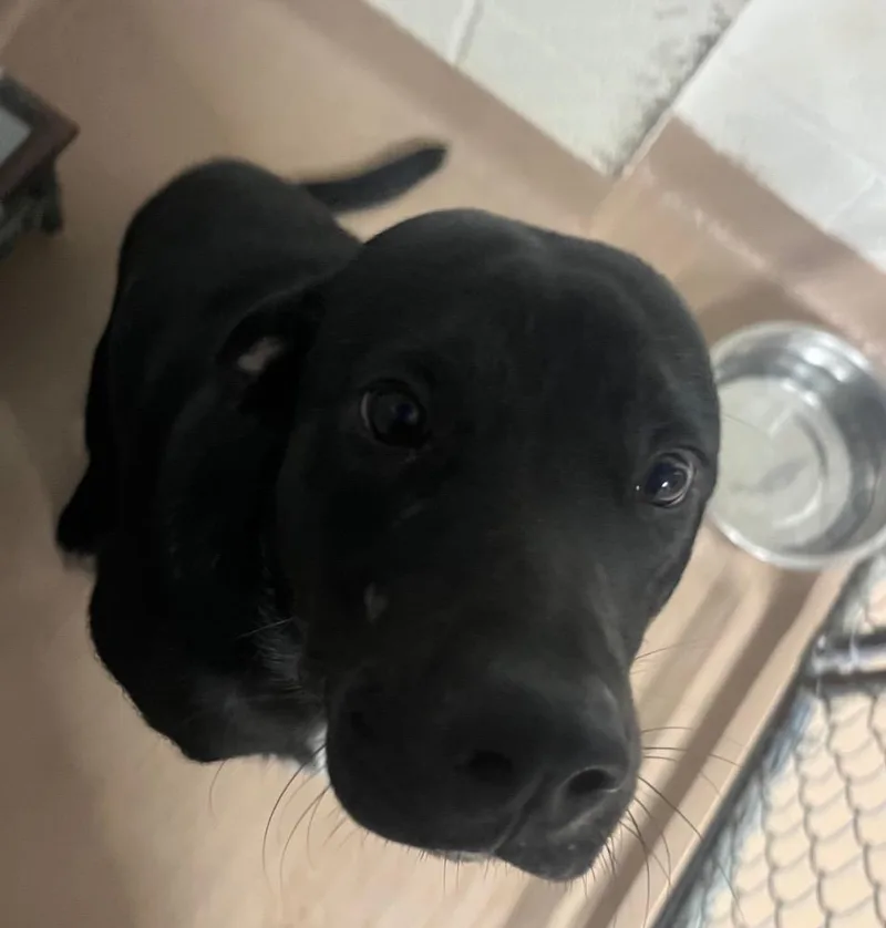 A young large-sized male Labrador Retriever dog named Ozzy for adoption in Nacogdoches, TX
