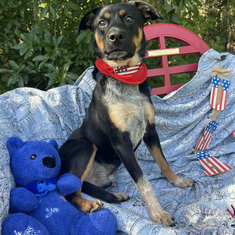 Maverick