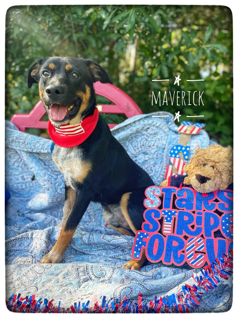 Maverick thumbnail 2
