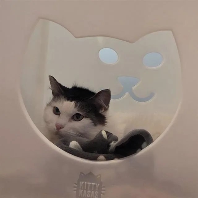 A senior medium-sized female Domestic Medium Hair cat named Kacey for adoption in Methuen, MA