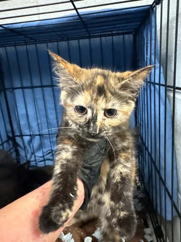 A young small-sized female Tortoiseshell Domestic Short Hair cat named Millie for adoption in Cincinnati, OH
