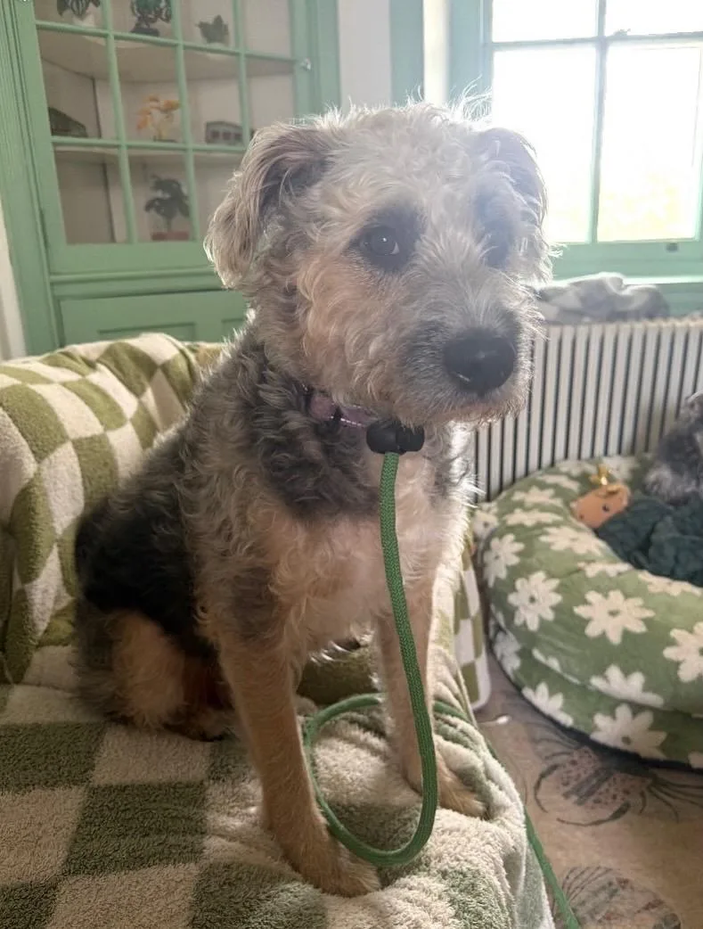 An adult medium-sized female Border Terrier dog named Bell for adoption in Philadelphia, PA