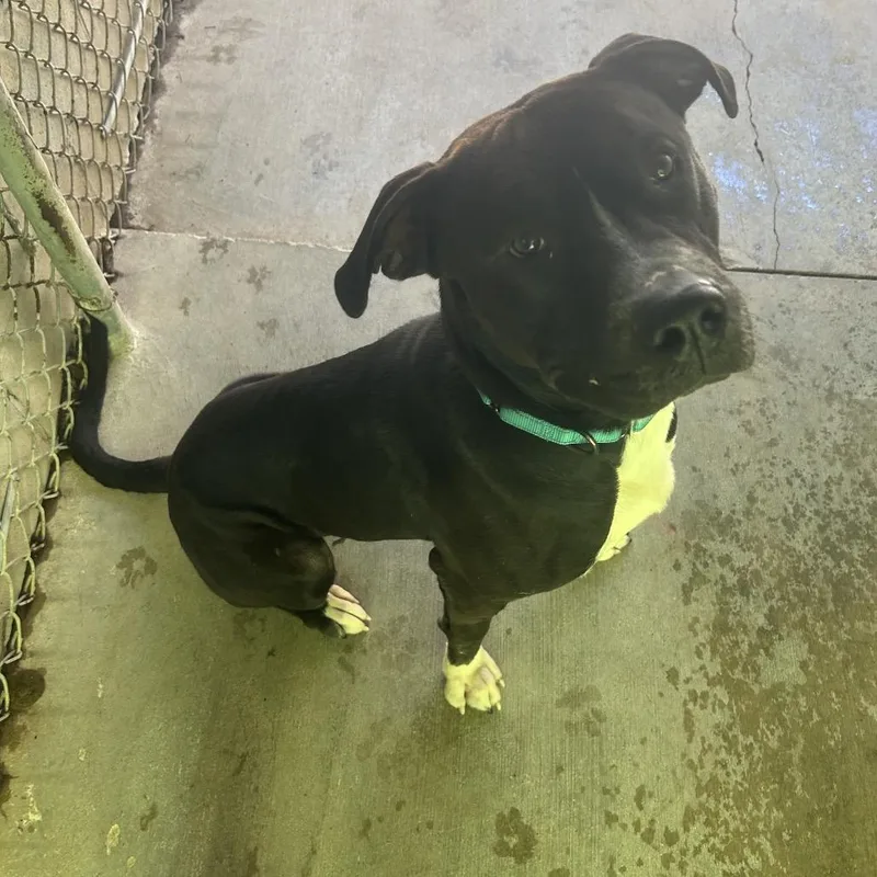 An adult large-sized male Black Pit Bull Terrier dog named Axel for adoption in Greenville, PA