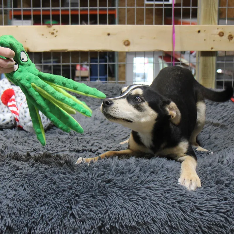Annie Mae thumbnail 6
