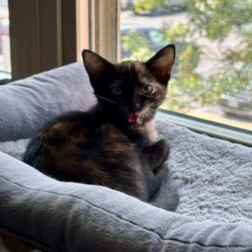 A baby small-sized female Tortoiseshell cat named Zinnia for adoption in Canal Winchester, OH