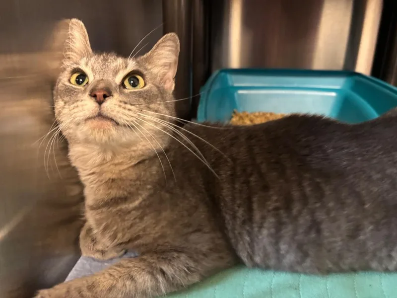 An adult large-sized female Domestic Short Hair cat named Blue Bear for adoption in Metter, GA