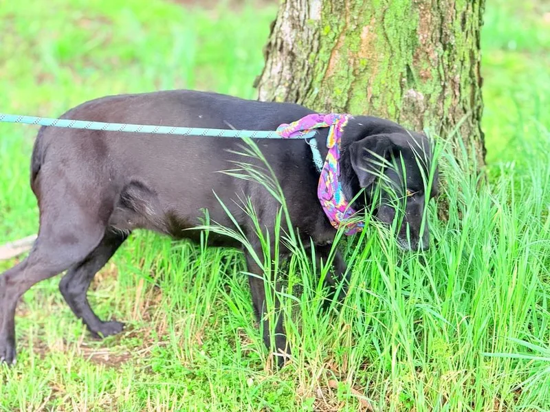 An adult medium-sized female Tricolor (Brown, Black, & White) Labrador Retriever dog named Girlie for adoption in Green Ridge, MO