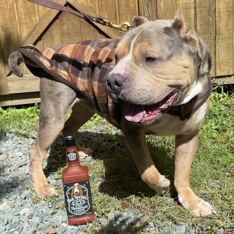 An adult large-sized male Gray / Blue / Silver American Bulldog dog named Whisk for adoption in Troy, VA