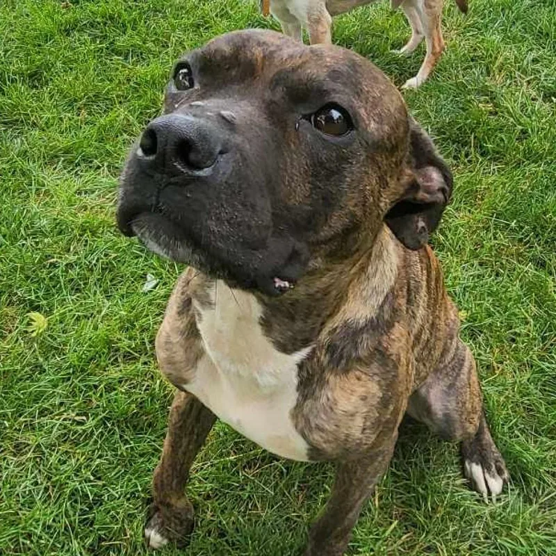 A senior medium-sized male Brindle Whippet dog named Lukan for adoption in Farmersville, OH