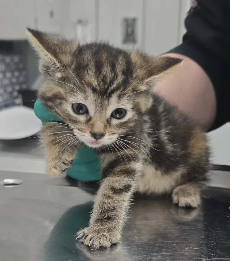 A baby small-sized female Domestic Short Hair cat named Tesla for adoption in Hillsdale, IN