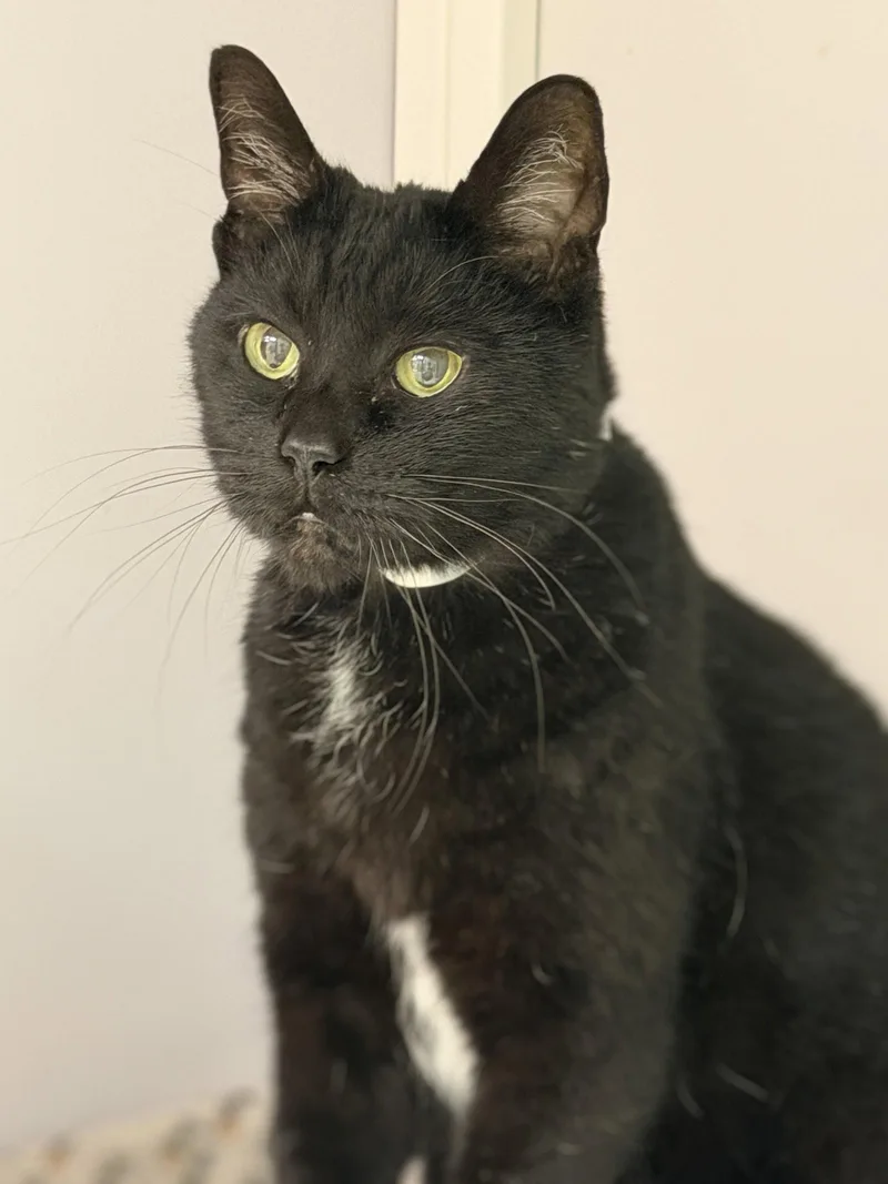 A young medium-sized male Black Domestic Short Hair cat named Oaxaca for adoption in Alexandria, VA