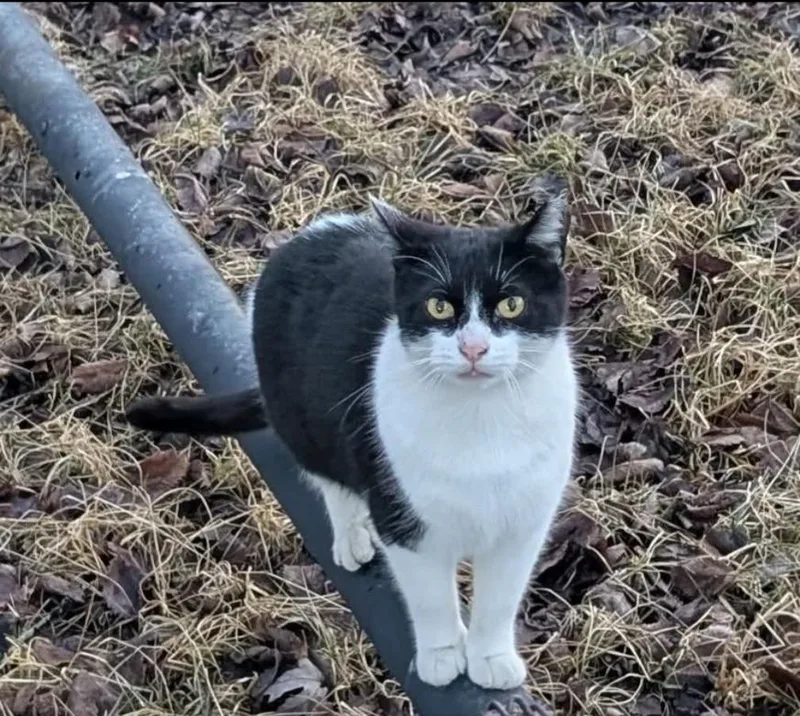 A young medium-sized female Domestic Short Hair cat named Bat Girl for adoption in Toledo, OH