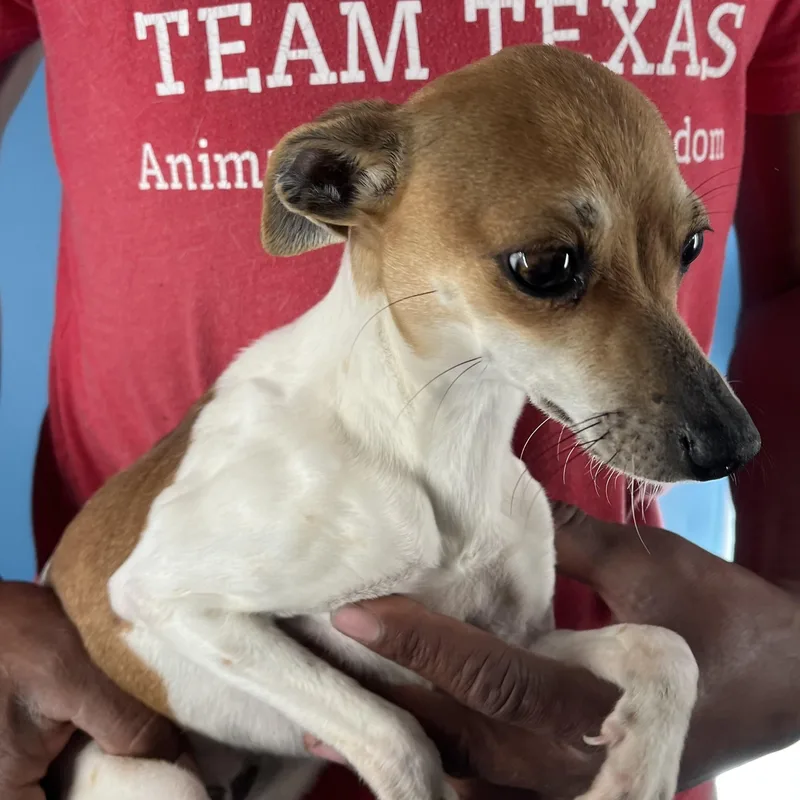 Nisha  Local April thumbnail 2