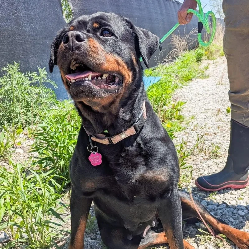 Babybop thumbnail 2