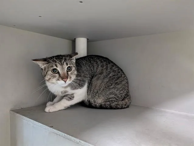 A young small-sized female Domestic Short Hair cat named Oreo for adoption in Garland, TX