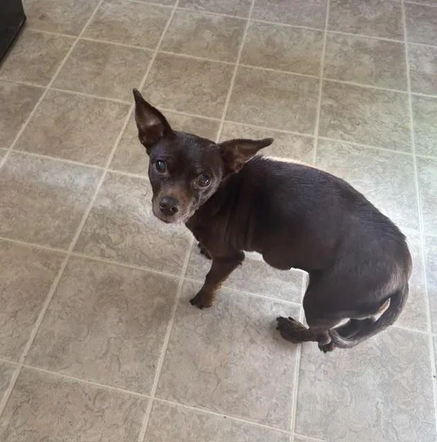 A senior small-sized female Mixed Breed dog named Glenda And Lucky for adoption in Rochester, MN