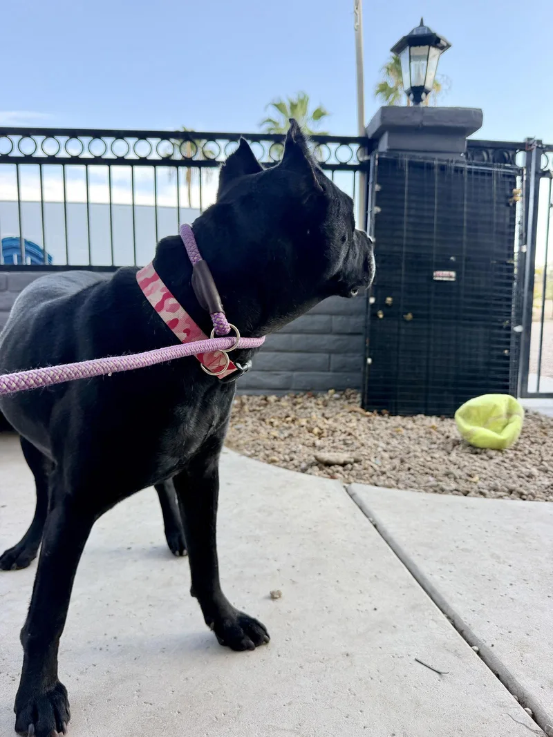A young medium-sized female Cane Corso dog named Lexi for adoption in Glendale, AZ