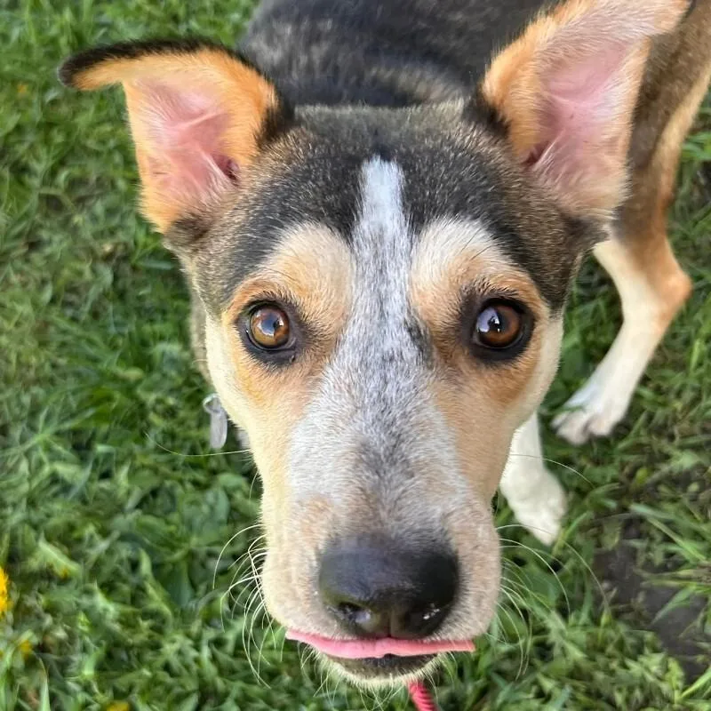 An adult medium-sized female Yellow / Tan / Blond / Fawn Mixed Breed dog named Croissant for adoption in Fort Collins, CO