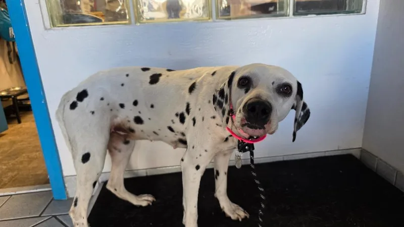 A young medium-sized female Dalmatian dog named Cadpig for adoption in Reno, NV