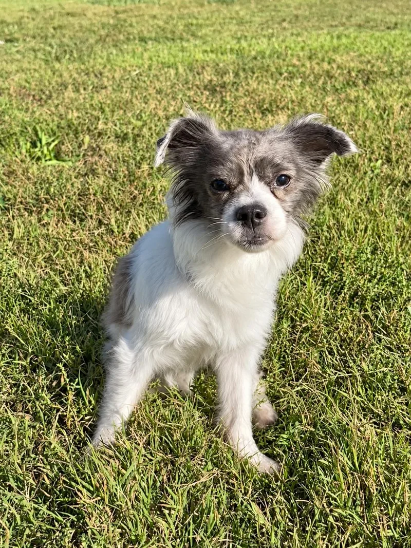 An adult small-sized female Terrier dog named Allie Sep for adoption in Pacolet, SC