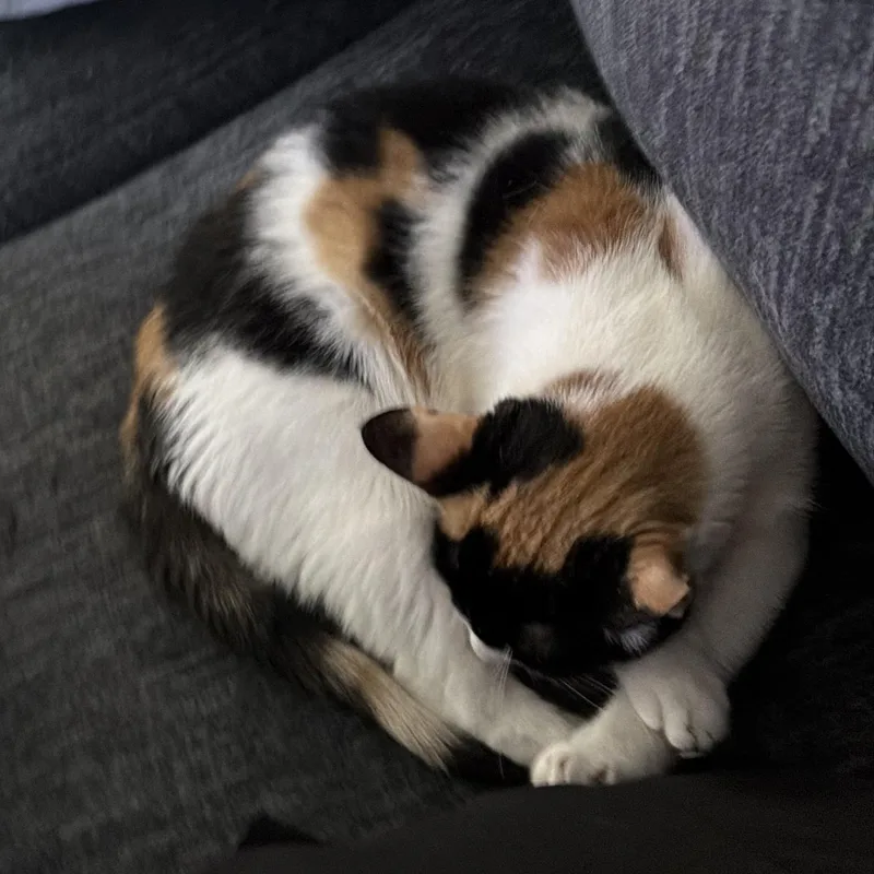 A young medium-sized female Calico cat named Cleo for adoption in New york, NY