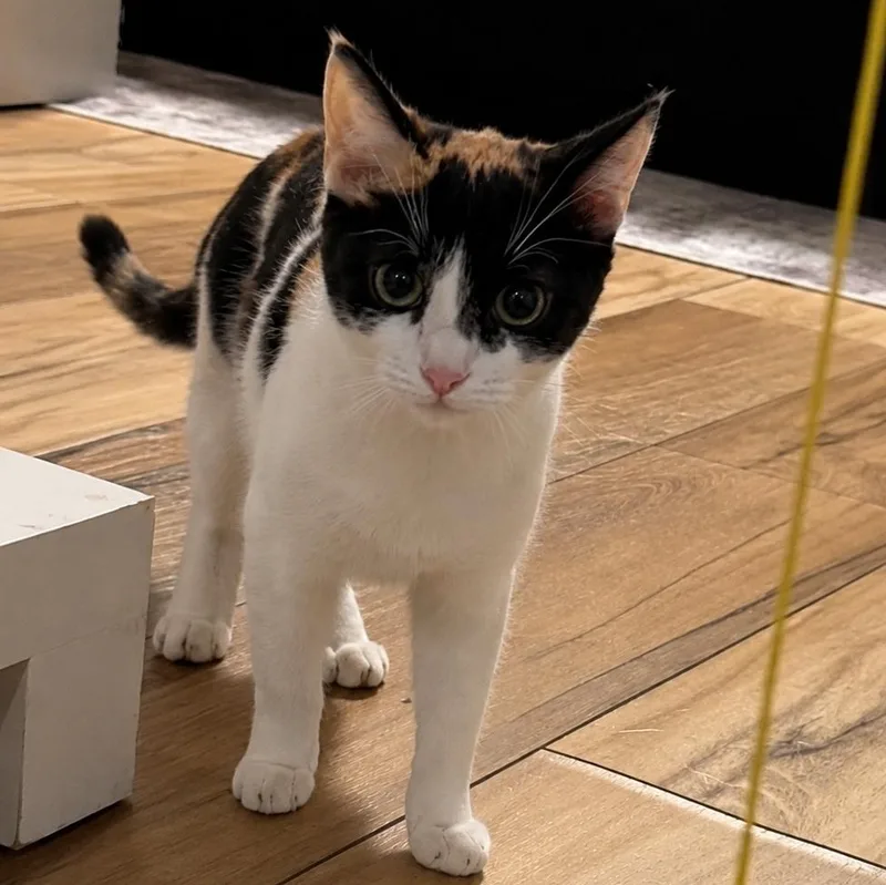 Cleo thumbnail 2