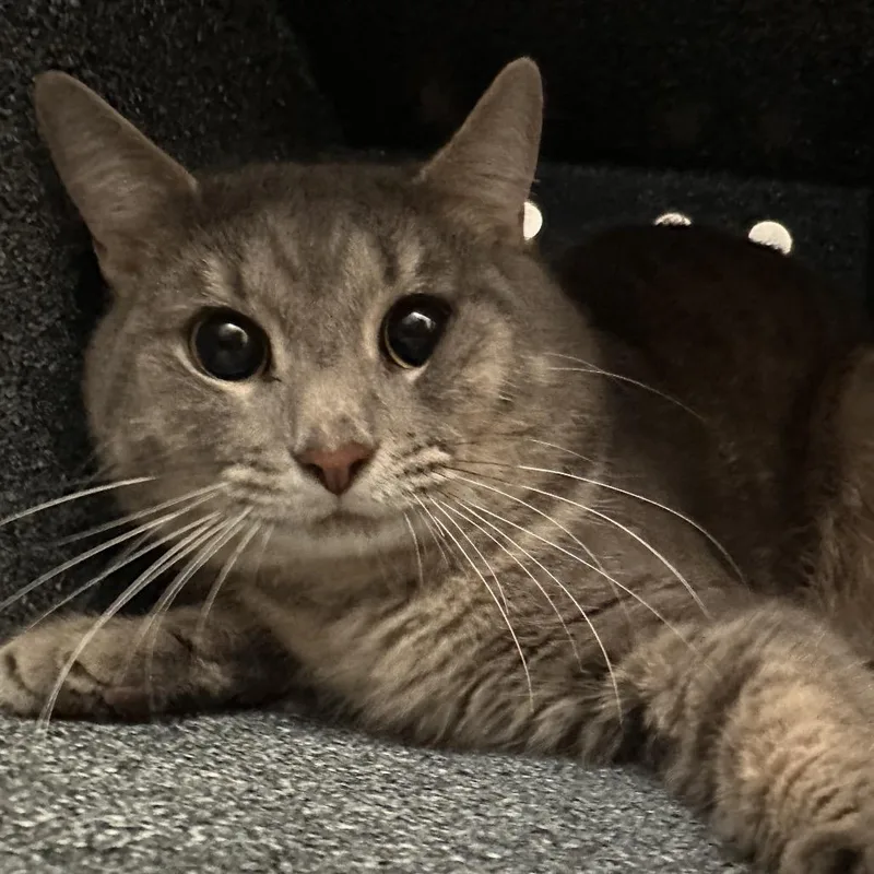 An adult medium-sized male Gray / Blue / Silver Domestic Short Hair cat named Miller for adoption in Edinburg, TX