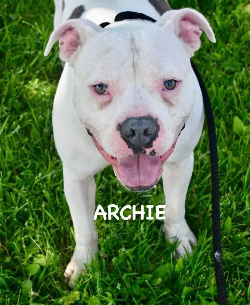 Archie thumbnail 2