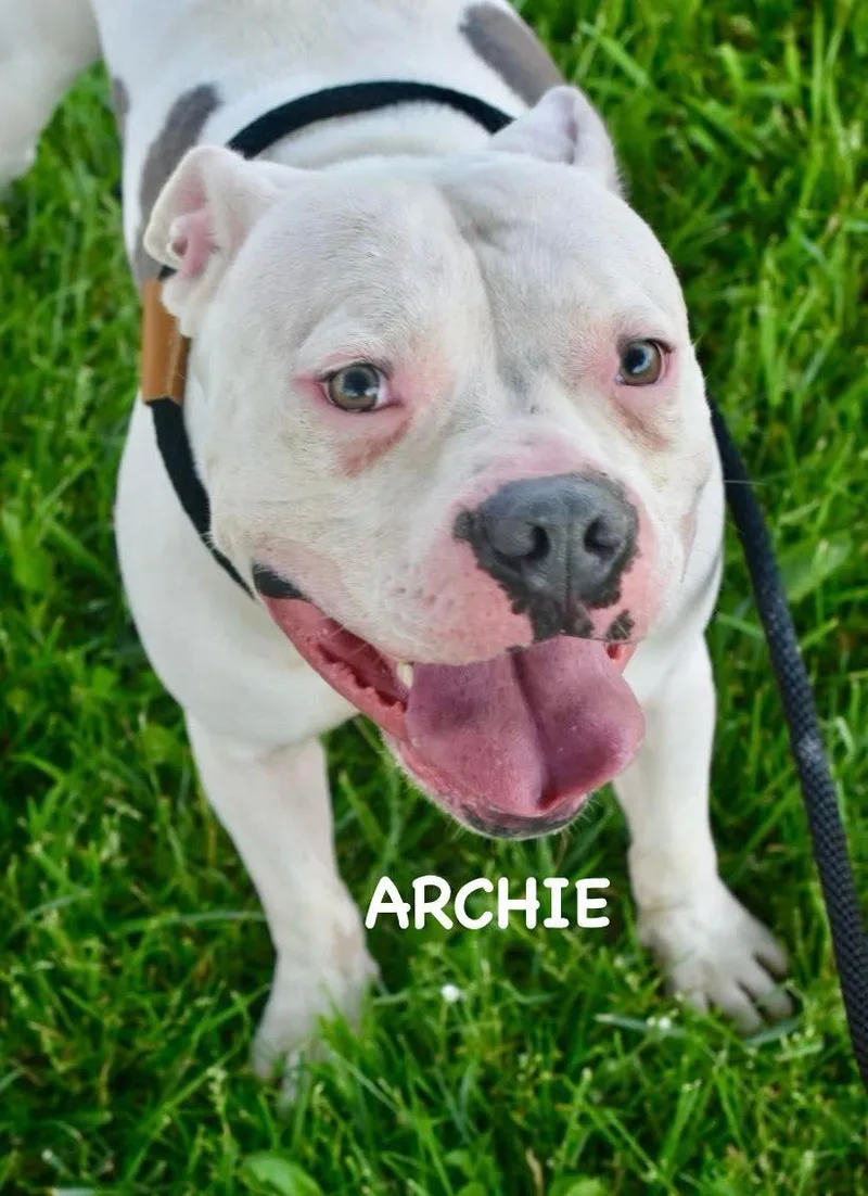 Archie thumbnail 3