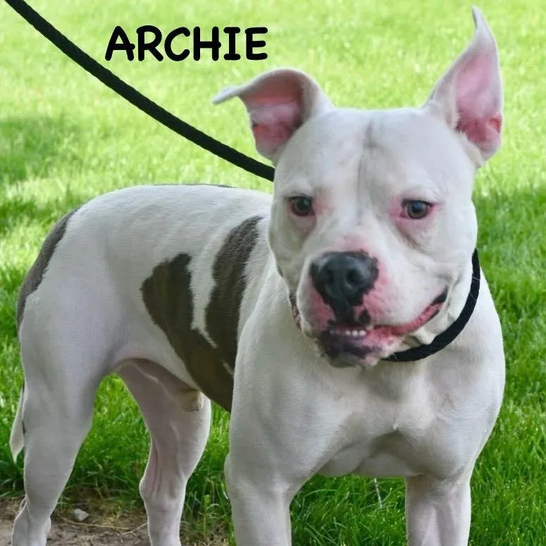 Archie thumbnail 4