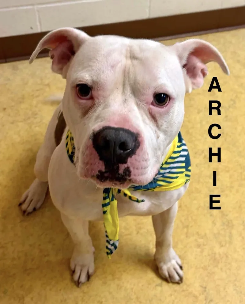 Archie thumbnail 5