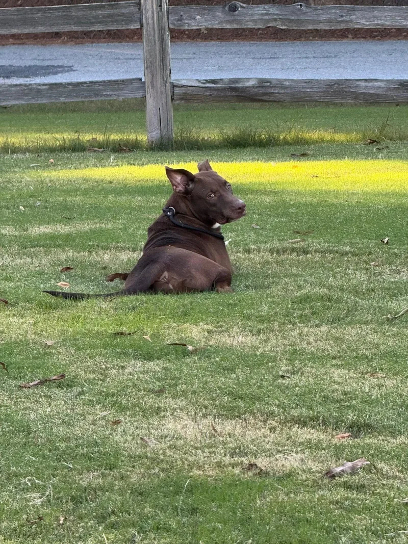 A young medium-sized male Chocolate Labrador Retriever dog named Mork for adoption in Holly Springs, MS