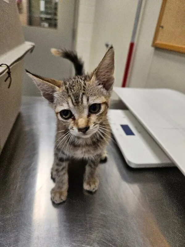 A young medium-sized female Domestic Short Hair cat named Panther for adoption in Disputanta, VA