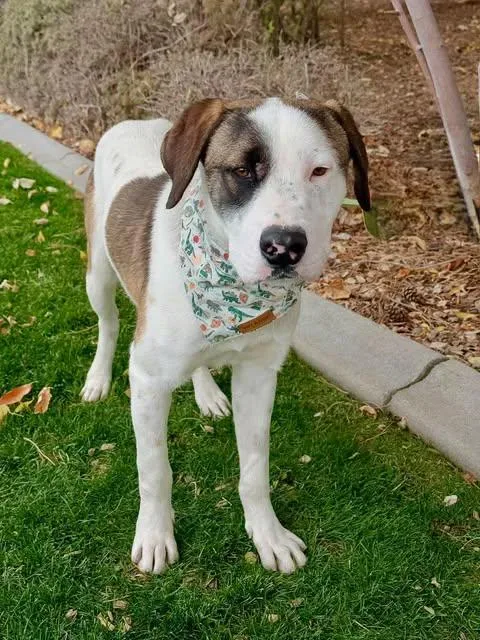 An adult medium-sized male Brown / Chocolate Pit Bull Terrier dog named Pirate for adoption in Gardnerville, NV