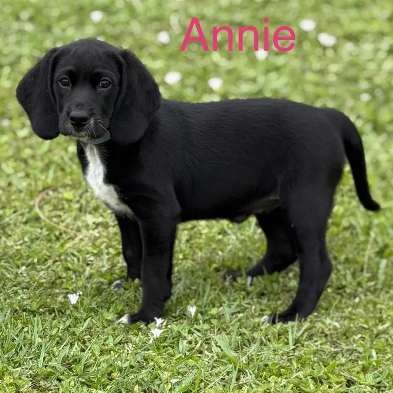Annie