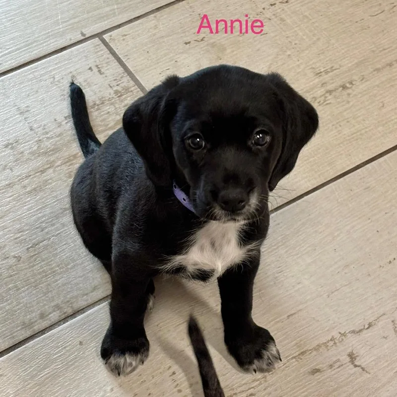Annie thumbnail 2