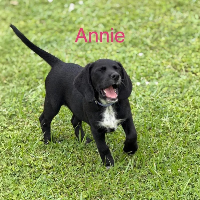 Annie thumbnail 3