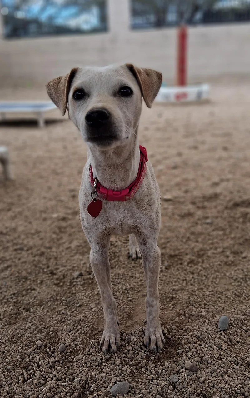 A baby small-sized female Australian Cattle Dog / Blue Heeler dog named Arianna for adoption in Phoenix, AZ